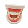 Modelo dental de enseñanza modelo de enseñanza de cepillado para niños modelo de práctica de blanqueamiento dental modelo de enseñanza práctica