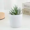 Decoração de Mesa de Escritório Indoor de Manga de Inverno Planta em Vaso Vaso de Cerâmica Balde Pequeno Mini Planta Suculenta Mais Vendido da Amazon