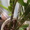 Recogedor Antivuelco de Tallo y Rama para Planta Monstera, Soporte para Maceta, Fijador Transparente de Tallo para Plantas Hidropónicas