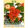 Plántula de Osmanthus en Maceta Osmanthus de Cuatro Estaciones Osmanthus Dorado Planta de Interior de Aroma Fuerte Patio Árbol Grande Dorado Maceta Flor Plantación en Suelo