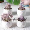 Planta artificial carnosa morada flocada, planta verde, decoración del hogar, mini adornos, combinación de bonsái artificial
