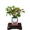 Árbol en maceta con múltiples frutos, adecuado para escritorio de oficina, planta verde estilo Zen, bonsái y una planta que da frutos y tiene follaje atractivo durante todo el año
