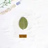 Planta Espécime Selada em Plástico Espécime de Planta Crianças do Jardim de Infância Ferramenta de Ensino Flor Seca Marcador de Página Cartão com Folha Real em Relevo