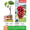 Plántulas de Vid Rosa Sunshine, Plantas en Maceta, Empaquetadas con Tierra, Plántulas de Árbol Frutal Adecuadas para Plantar Tanto en Regiones del Norte como del Sur, Plántulas de Vid que Dan Fruto el Mismo Año
