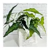 Nuevo producto transfronterizo: planta verde artificial, planta de taro grande, decoración de escritorio y sala de estar para el hogar, decoración de pasillo de boda, planta en maceta