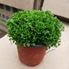 Escritorio Tierra Verde Plantas Verdes Espacio Verde Coral Helechos Perennes Hierba Nube Verde Plantas Hidropónicas en Maceta Tierra Verde