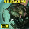Peixe Flor de Lótus Chinês para Água Fria, Peixe Ornamental Fácil de Cuidar, Flor de Lótus Chinês Fogo Azul Australiano, Não Precisa de Troca de Água, Alevinos de Flor de Lótus Chinês Gigante