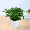 Planta de Vaso Grande para Interior, Planta que Atrai Fortuna, Madeira Pata de Pato, Árvore da Fortuna, Árvore da Felicidade, Árvore da Paz