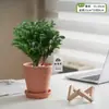 Plantas Pote Relaxantes Pinheiro Azul na Sala de Estar e Mesa de Escritório Ornamentos de Plantas Verdes para Purificar o Ar Plantas de Humor o Ano Todo