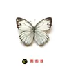 Especímenes Tridimensionales de Mariposas e Insectos Reales para la Educación Científica Infantil en Jardines de Infancia, con Alas Extendidas, Diseño de Estilo Fotográfico 1