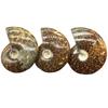 Fóssil de caracol malgaxe natural com manchas transferência caracol crisântemo fóssil de concha espiral espécime pedra original
