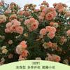 Rosa Grande Muda Flor de Rosa Muda Trepadeira Rosa Floresce em Todas as Estações Flores Extra Grandes Fragrância Forte Planta Trepadeira Rosa Flor de Parede Rosa Planta em Vaso