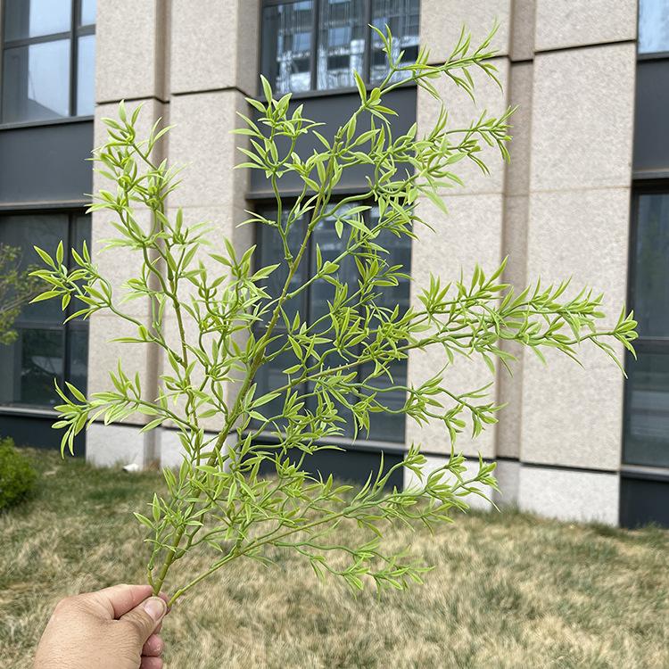 4叉原色竹叶草 浅黄绿.JPG