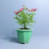 Rosa Japonesa com Botões Planta Verde Envasada para Floração o Ano Todo em Peitoril de Janela ou Varanda