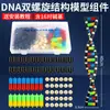 Kit de Montagem de Componentes do Modelo da Estrutura da Dupla Hélice de DNA para Alunos do Ensino Fundamental e Médio Explorarem Variação Genética Cgat Equipamento Experimental