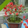 Manzano Florido Plántula en Maceta Bonsái Pétalos Dobles Tronco Viejo Planta Verde de Jardín Interior Florales de Cuatro Estaciones Florece y es Fácil de Mantener