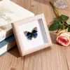 Especimen de Mariposa Real Pintura Decorativa Colgante Adorno de Insecto con Ojos Azules, Marco de Madera Maciza, Regalo para Mejor Amigo, Recuerdo Único