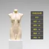 Accesorios de Maniquí para Ropa Interior Maniquí Femenino de Medio Cuerpo Sujetador Push-Up Ropa Interior Masculina Pleura Exhibidor de Tienda de Ropa Cuerpo Completo