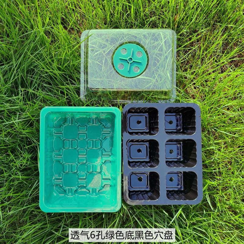 透气6孔绿色底黑色穴盘