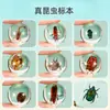 Niños Creativos Popular Ciencia Ámbar Biología Estudiantes Insecto Real Pequeños Juguetes Experimento de Enseñanza Escorpión Especimen Resina