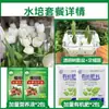 Tulipanes Hidropónicos al por Mayor 5 Grados Bulbos Grandes Resistentes al Frío para Invierno Interior/Exterior Fáciles de Cultivar para Principiantes Flores en Maceta Plantas