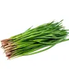 Colección Wholesale del Fabricante de Semillas de Verduras para Cuatro Estaciones para Huertos Caseros, Verduras en Macetas de Balcón, Semillas de Frutas y Semillas de Verduras Hidropónicas