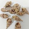 Concha Galvanizada DIY Jóias Acessórios Brincos Pingente Pingente Criativo Feito à Mão Natural Shell