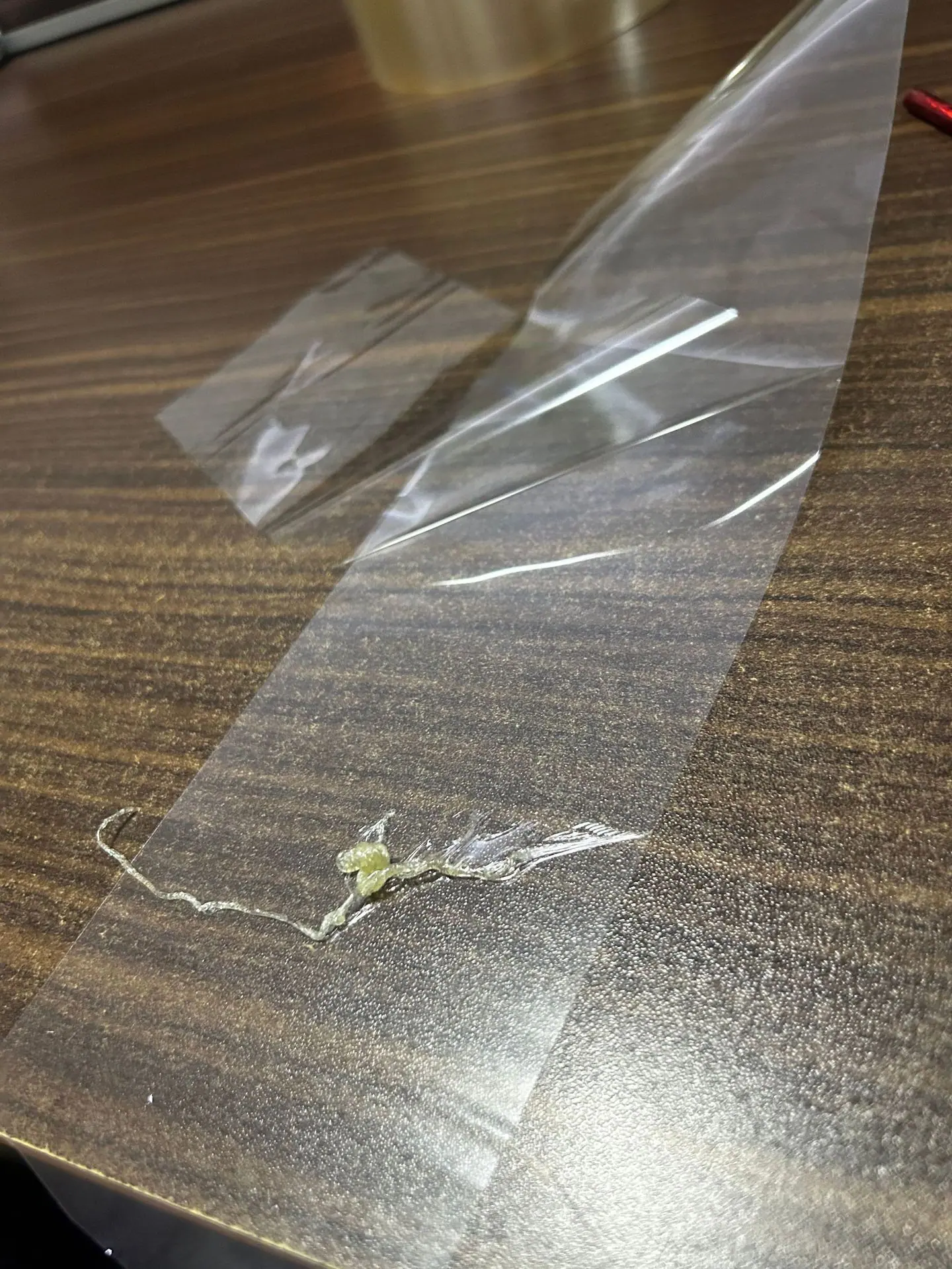 IMG_4569