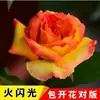 Plántulas de Rosas Plantas en Maceta, Rosas de Flor Grande con Portainjerto Viejo, Florecen Todo el Año, Fáciles de Cultivar, Raíces Viejas, Adecuadas para Balcón y Plantas de Flor de Interior