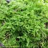 Musgo de cabelo branco fresco, musgo cinza pequeno, musgo verde, musgo verde aveludado curto, musgo de penas grande, musgo de chuva, musgo estrela, jarra de água e terra, jarra de floresta tropical