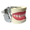 Modelo Dental para Práctica de Preparación de Dientes, 32 Dientes con Encías Suaves, Adecuado para Preparación de Caries, Modelo Reemplazable y Desmontable