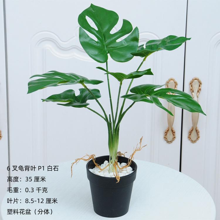 6叉带须龟背叶P1白石