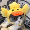 Gato Conejo Sombrero para la Cabeza Perro Mascota Internet Sombrero Rojo Teddy Fadou Perro Pequeño Sombrero para la Cabeza Disfraz Sombrero Lindo
