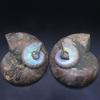 Fósseis Naturais de Conchas de Madagascar Caracol Crisântemo Caracol Fengshui Caracol Yuhua Fósseis de Caracol Atacado