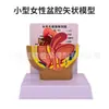 Modelo de Pelvis Femenina Modelo de Anatomía Sagital Sistema Reproductor Sección Transversal Pélvica Sistema de Órganos Modelo de Enseñanza Médico
