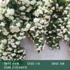 Rosa trepadora Extra grande Floración Cuatro estaciones Enredadera Rosa Semilleros de rosa Enredadera Patio Flor grande Balcón Florales Shihua