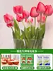 Tulipanes Hidropónicos al por Mayor 5 Grados Bulbos Grandes Resistentes al Frío para Invierno Interior/Exterior Fáciles de Cultivar para Principiantes Flores en Maceta Plantas