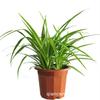 Suministro Base Phnom Penh Plantas en Maceta Chlorophytum Hojas Verdes Plantas Verdes Interior Escritorio Balcón Jardín