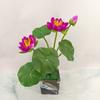 Simulación de nenúfar, loto, loto pequeño, flor falsa, Buda, salón, hogar, hotel, pecera, decoración, ingeniería, decoración, flor, venta al por mayor