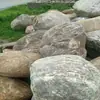 Piedras Grandes para Paisajismo de Jardín, Esculturas en Piedra para Paisajismo, Guijarros para Paisajismo, Piedras para Rocallas, Estanques de Peces en Patios, Piedras para Ríos Secos