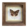 Marco de Fotos con Foto de Mariposa Real Pintura Decorativa Estilo Europeo Marco de Fotos Vintage Decoración de Mesa Adorno para Muebles Regalo de Cumpleaños Presente
