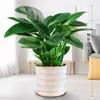 Diamante Dourado Verde Princesa Vaso Rabanete Verde Cesta Planta de Flor Planta de Interior Planta Verde Hidropônica Suculenta Fácil de Cultivar Árvore da Fortuna em Todas as Estações