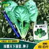 Sementes de Espinafre Híbrido Ba Tianxia Verde para Cabeçalho de Reboque, Crescem Rápido, com Sementes de Espinafre Planas e Brilhantes