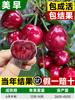 Dropshipping Cerezo Plántulas de Cerezo Grandes Norte y Sur Chino Pequeñas Viñas de Cerezo de Suelo Cerezo Rojo Plántulas de Fruta Concubina Plantas en Maceta