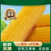 Produto Novo Sazonal Espiga de Milho Doce Amarelo do Nordeste 10 Unidades Embalado a Vácuo Baixo Teor de Gordura Amarelo Ceroso Espiga Grande Doce Milho Pegajoso Doce do Nordeste
