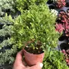 Plantas de Piedra Absorbente Plantas Verdes Piedra de Agua Acuaterrario Tanque de Selva Rocalla Paisajismo Musgo Helecho Micro-paisaje Plantas de Bonsái
