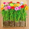 Mudas de Girassol Duplo em Vasos com Flores Grandes com Raízes e Botões para Dropshipping, Plantas de Floração Quatro Estações, Interior e Exterior
