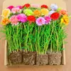 Muda de Girassol Duplo em Vaso Flor Grande com Raiz e Botão Floral Plantas Floríferas de Quatro Estações Interior e Exterior Flores com Boa Floração