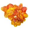 Bulbos de Alyssum Importados, Fresias en Maceta para Interiores y Exteriores, Flores Perennes de Cuatro Estaciones, Plantas con Flor Fáciles de Cultivar