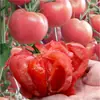 Mudas de Vegetais, Mudas de Tomate Anão, Tomates Cereja, Tomates Milênio, Mudas de Berinjela, Mudas de Pepino, Mudas de Tomate
